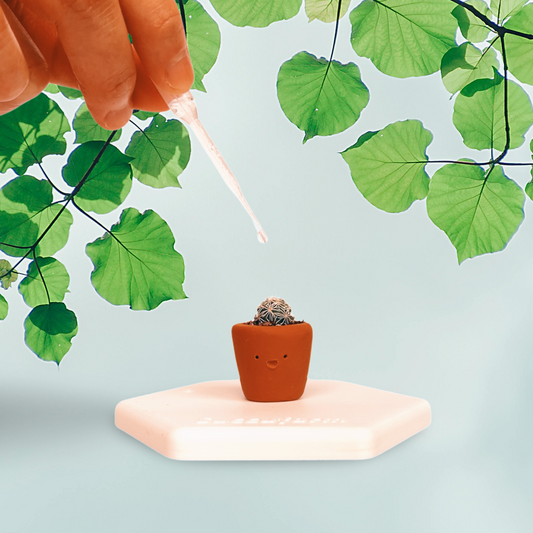 Tiny Terracotta Plant Adoption Kit